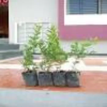 Natural Pomegranate Plant